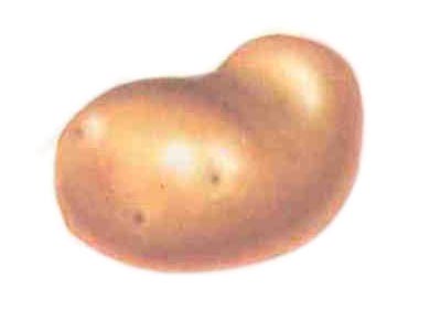 బంగాళదుంప - Potato
