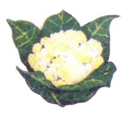 కాలి ఫ్లవర్ - Cauliflower