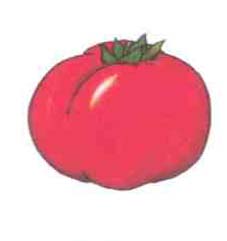 టమాట - Tomato