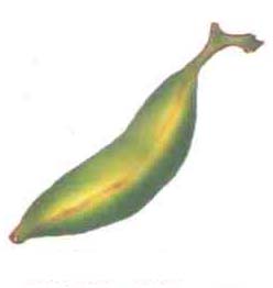 అరటి కాయ - Banana