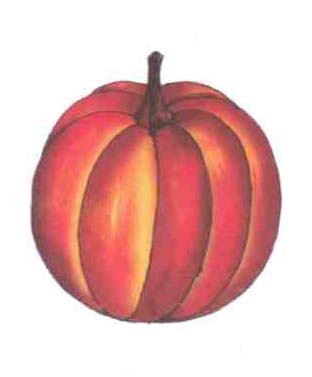 గుమ్మడికాయ - Pumpkin