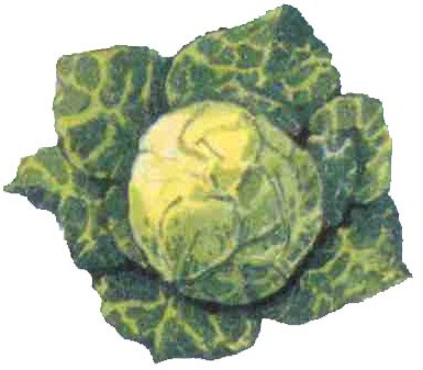 క్యాబేజి - Cabbage