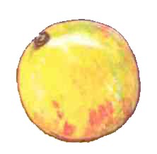 నిమ్మ కాయ - Lemon
