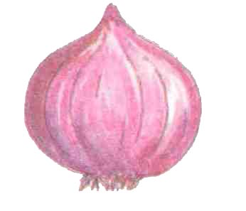 ఉల్లి గడ్డ - Onion